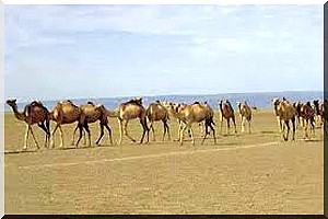 Culture : chameau, hassanya, pâturage, richesse