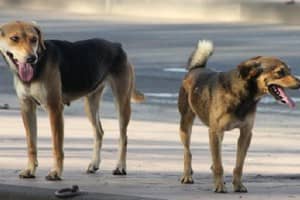 Nouakchott alerte face aux chiens errants et enragés