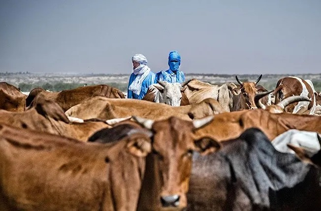 Mauritanie-Mali : la question de la transhumance évoquée sous l’égide de la FAO