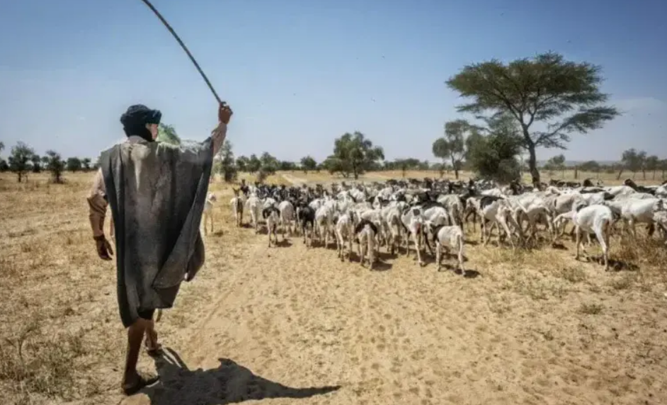 Les éleveurs mauritaniens face au syndrome de la mort au Mali 