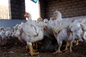 Grippe aviaire : premiers cas confirmés en Côte d'Ivoire depuis 2015