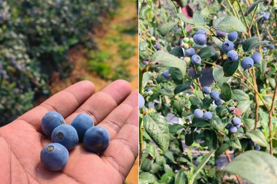 La Mauritanie commencera à exporter des myrtilles d'ici 2027 et cherche des investisseurs