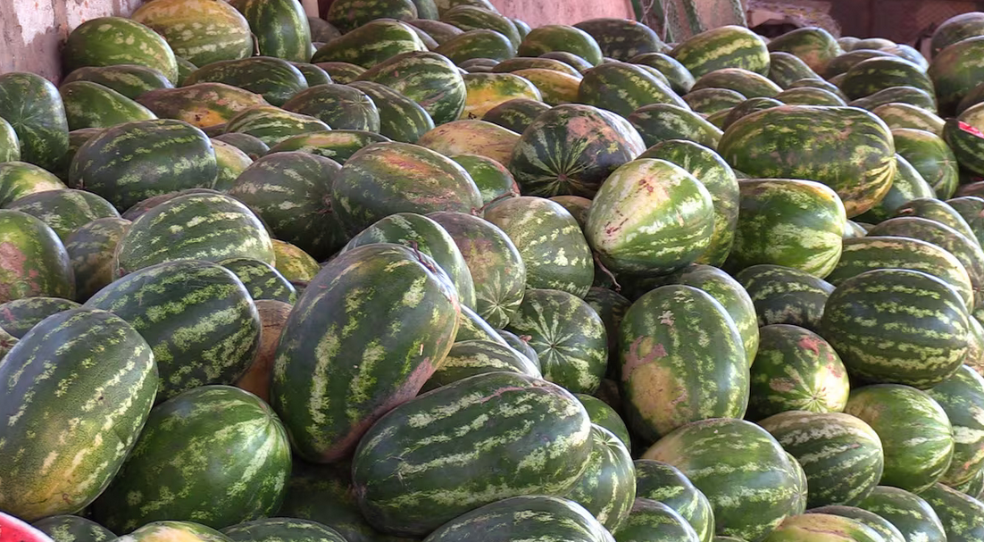 Pastèques : La coopération agricole entre le Maroc et la Mauritanie commence à produire des résultats concrets sur le terrain