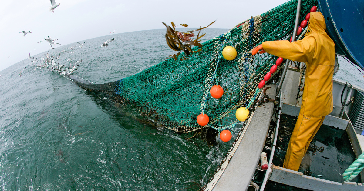 La Pêche sinistrée