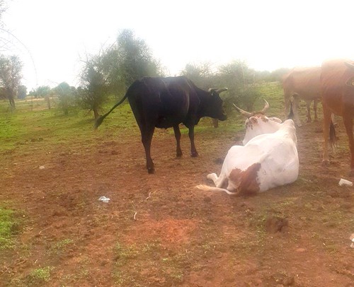 Lever le potentiel agricole mauritanien grâce à la ZLECAf : Diversification et croissance des exportations