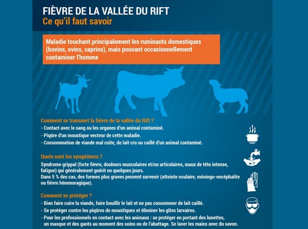 Renforcement des mesures sanitaires après deux décès liés à la fièvre de la Vallée du Rift