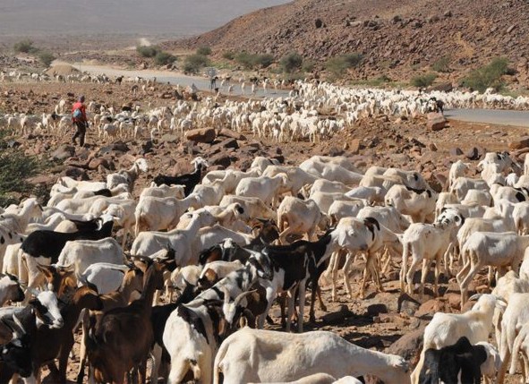 Adoption de plans pour améliorer la performance du secteur de l’élevage